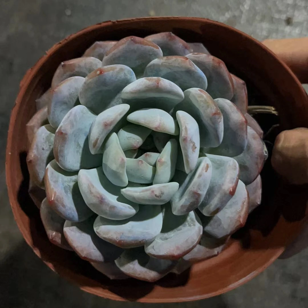 仙女橙 多肉植物  （满18包邮）新手好养好看