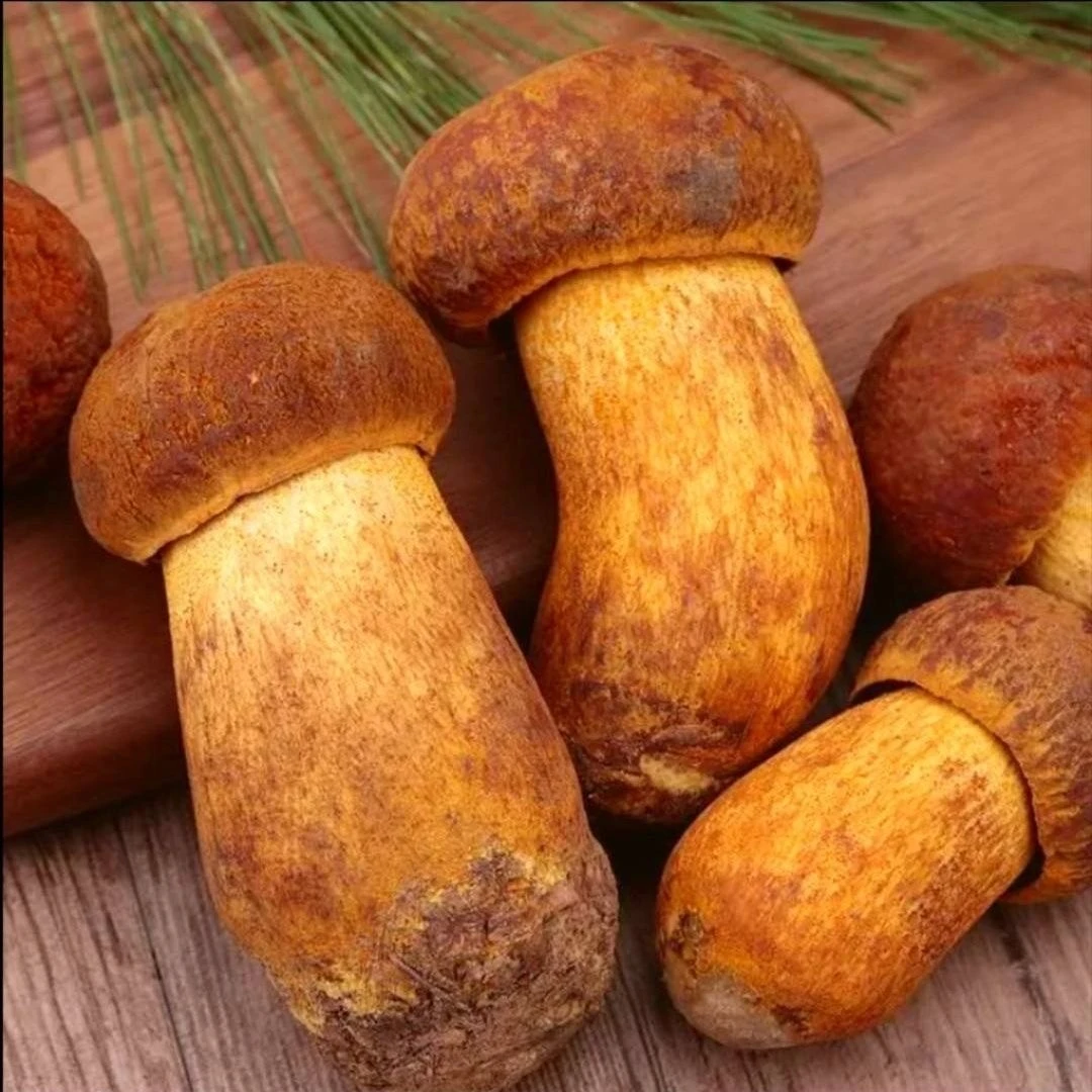 蔡磊精选  云南新鲜野生菌黄赖头黄牛肝香根1000g全程冷链包邮