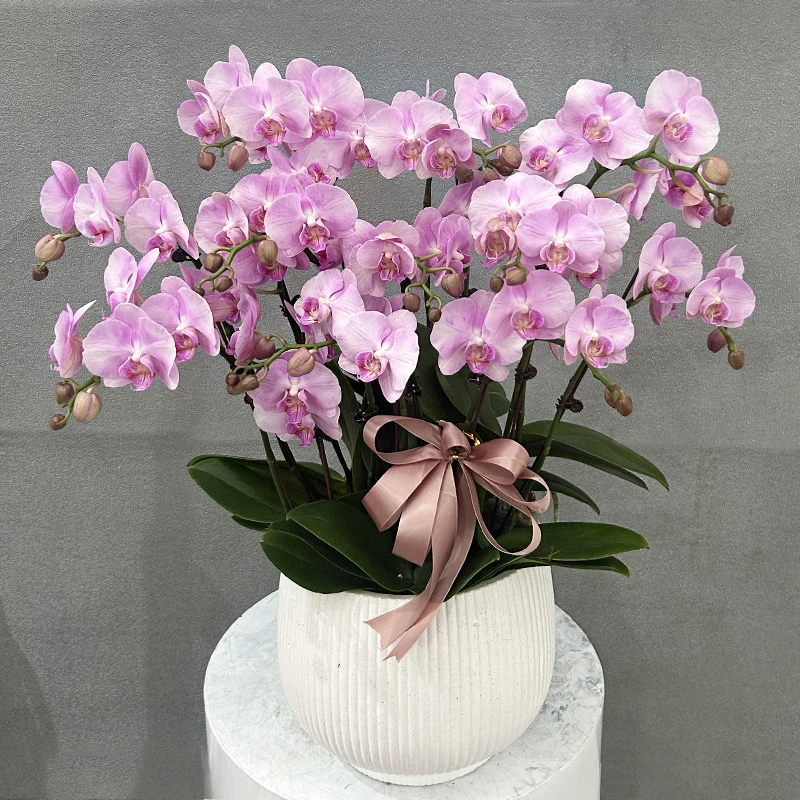 蝴蝶兰【月亮公主】带花带盆组好发货 送礼 办公室 客厅 前台