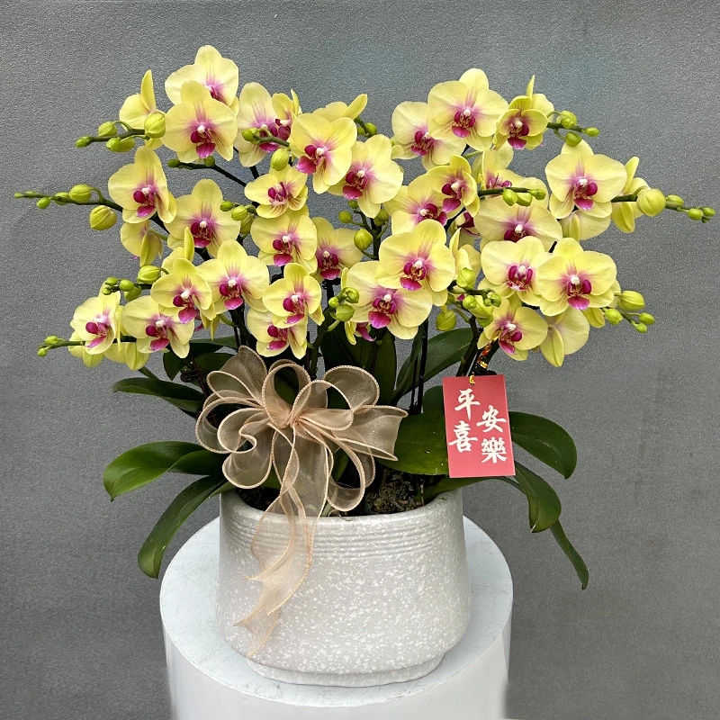 蝴蝶兰【朝日】带花带盆组好伴手礼送礼茶桌婚礼工位美化装饰