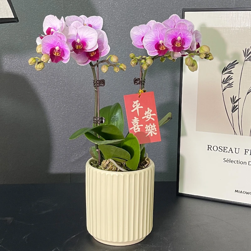 V.S.M.V/温馨满屋宝贝蝴蝶兰带花带盆婚礼伴手礼茶桌办公桌美化