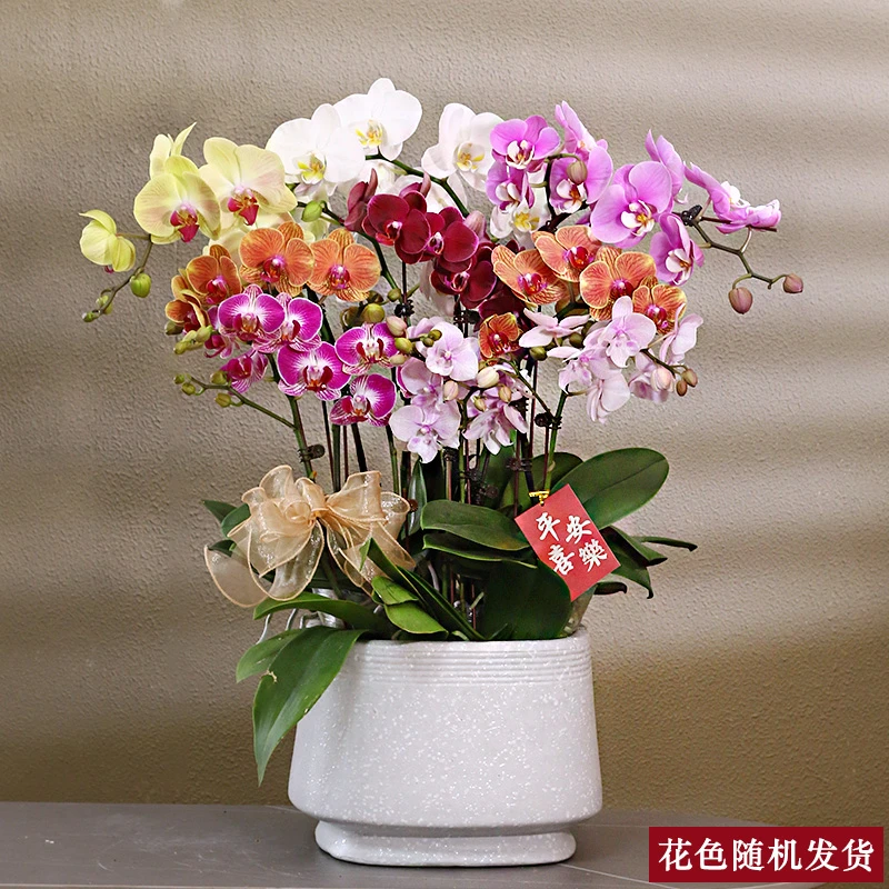 蝴蝶兰【彩花】带花带盆组好发货送蝴蝶结 别墅 乔迁 开业 餐桌