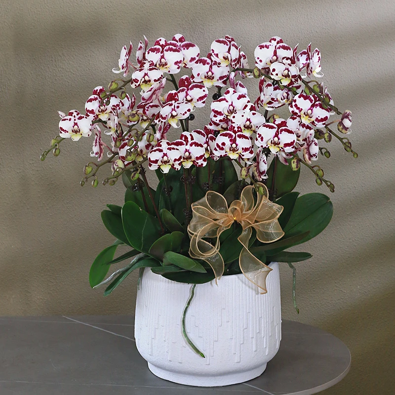 蝴蝶兰【奶牛】 带花带盆组好伴手礼送礼茶桌客厅婚礼美化装饰