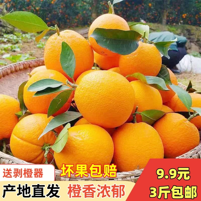正宗赣南脐橙{李洋洋}推荐超大果实惠装新鲜水果农家种植橙子3斤