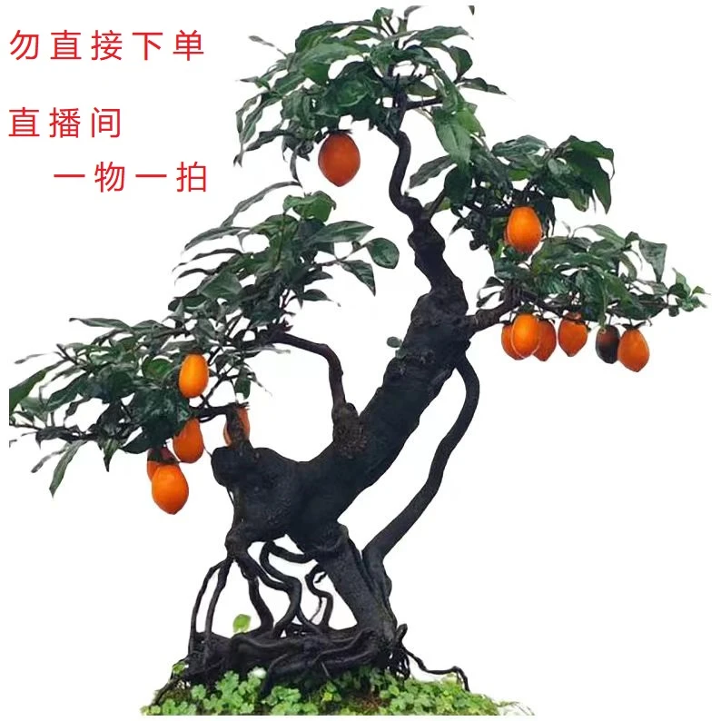 金弹子盆景乔木灌木，直播间看货一物一拍，请沟通后再下单