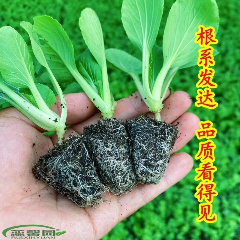 上海青秧苗黑叶矮脚青梗菜黑大头青菜超甜脆好吃秋冬季农家菜四季