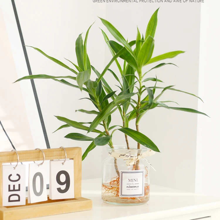 水培植物金边百合竹盆栽室内好养耐阴办公室水养懒人花卉净化空气