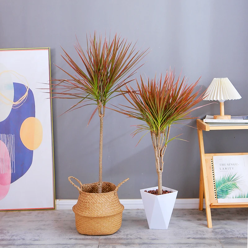 清香铁千年木盆栽室内好养喜庆红叶植物三色龙血观叶绿植净化空气