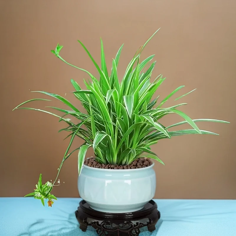 金边吊兰盆栽花卉植物室内花阳台净化空气去甲醛绿植水养水培金边