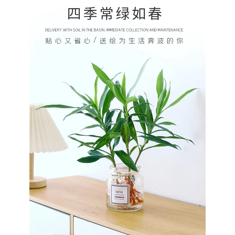 水培植物金边百合竹盆栽生长好养耐阴办公室水养懒人花卉净化空气
