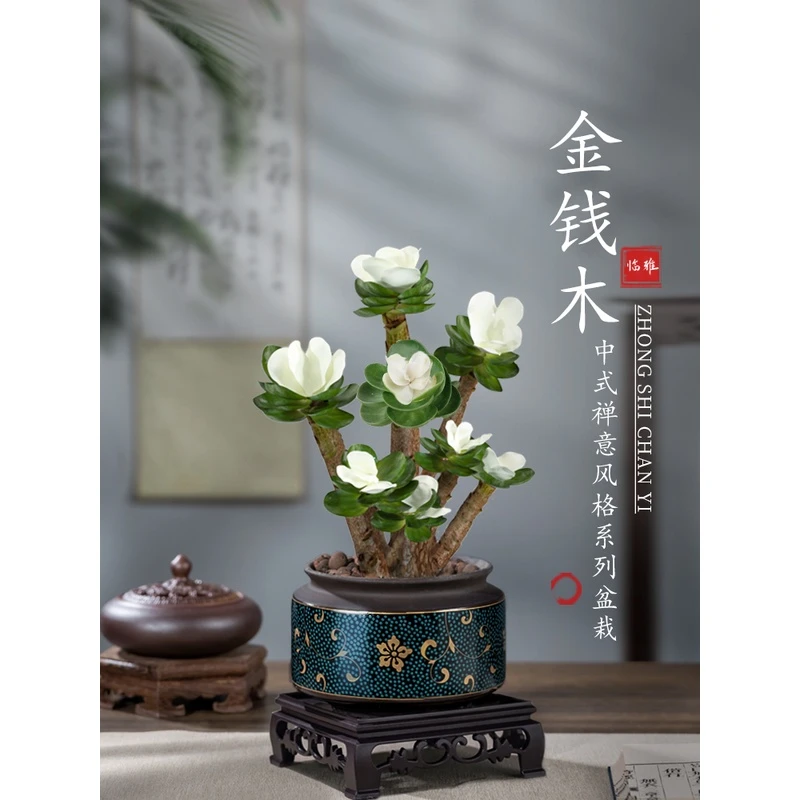 金钱木盆栽老桩多肉绿植物办公室内花卉桌面高端禅意小摆件发财木