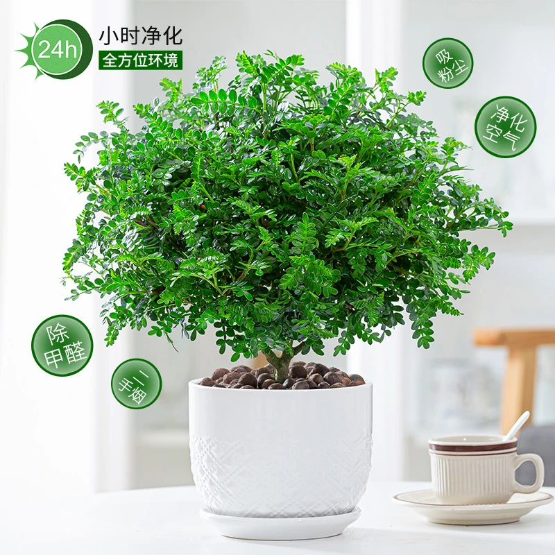 正宗清香胡椒木盆栽驱蚊草植物室内外花卉老桩盆景易活九里香绿植