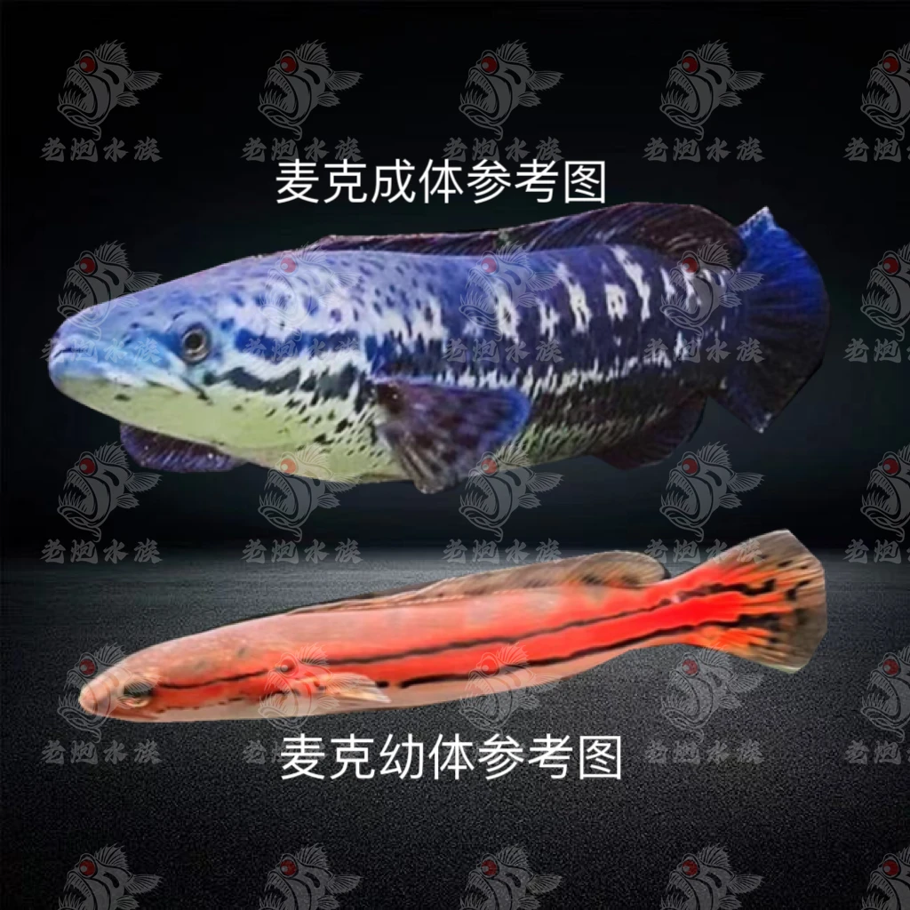 麦克雷龙鱼印度二线鳢双线鳢迅游性猛鱼老炮水族推荐活体