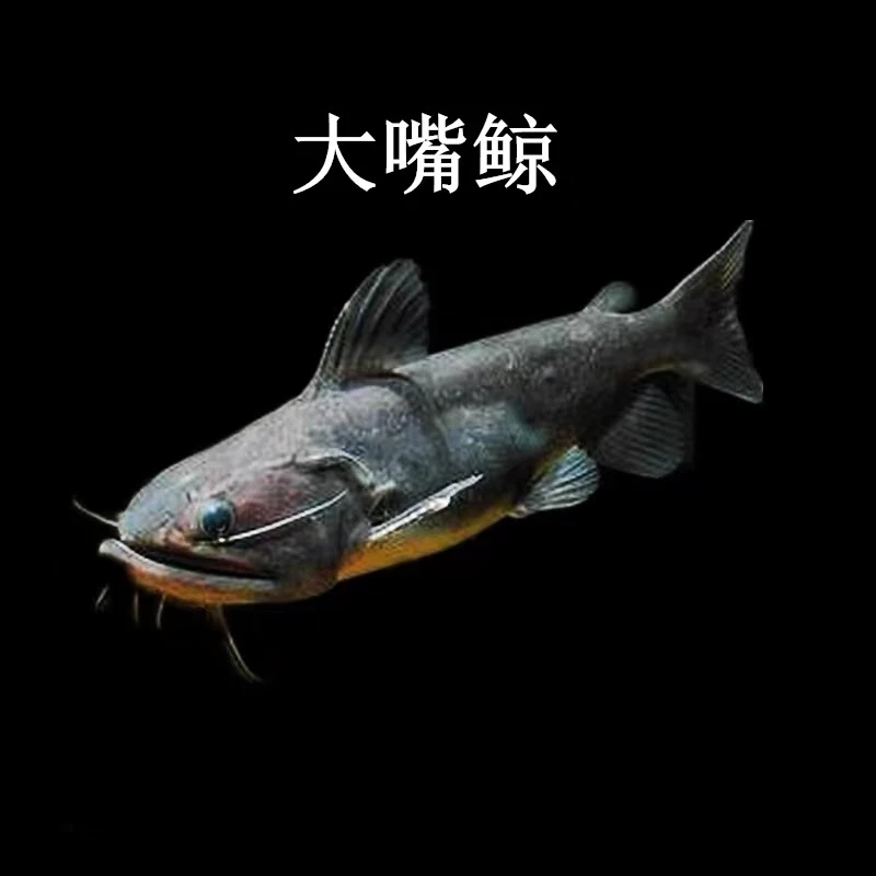 大嘴鲸吞天吞地吞空气热带鱼活体凶猛鱼