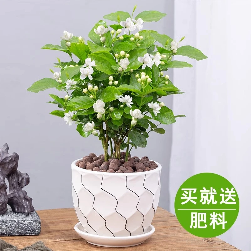 茉莉花盆栽重瓣开花浓香四季好养室内阳台庭院驱蚊防蚊观花卉绿植
