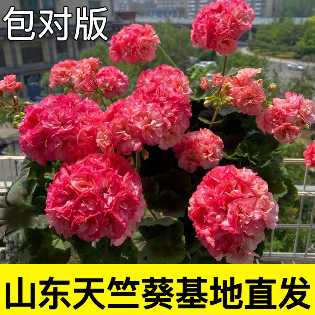 新品重瓣天竺葵大花球好看好养花卉盆栽