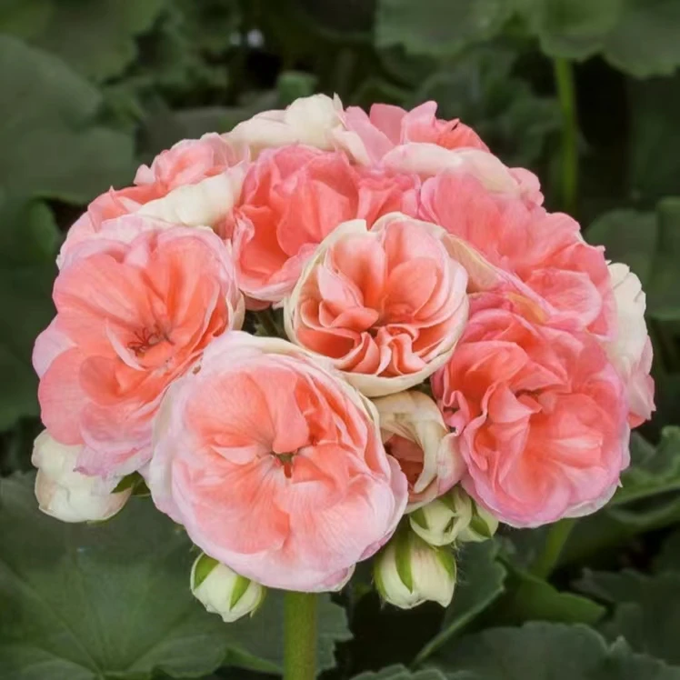 【勤花好养】瑞典玫瑰小姐-中苗重瓣直立矮桩天竺葵带花苞包对版