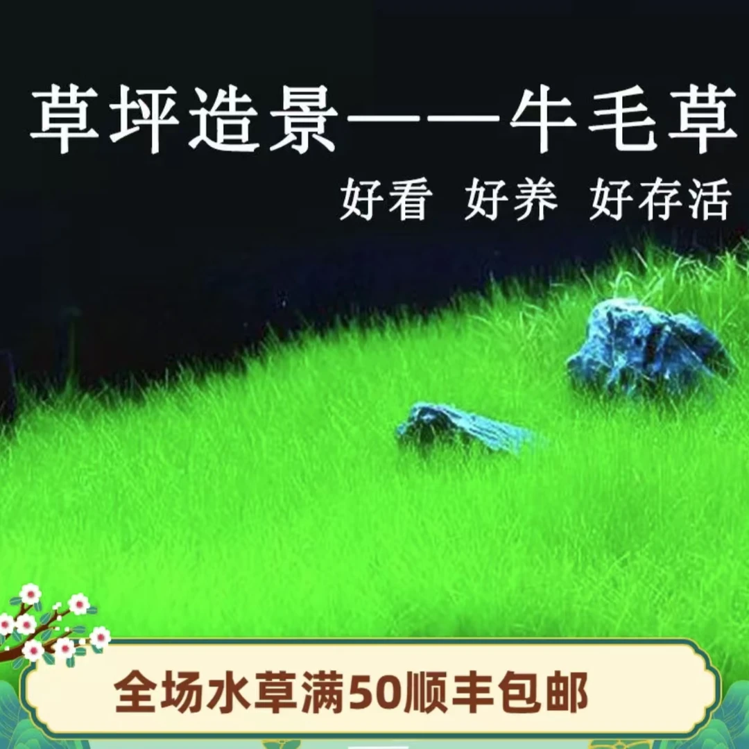 日本迷你牛毛水草无菌杯草缸鱼缸造景前景阴性水草新手淡水植物