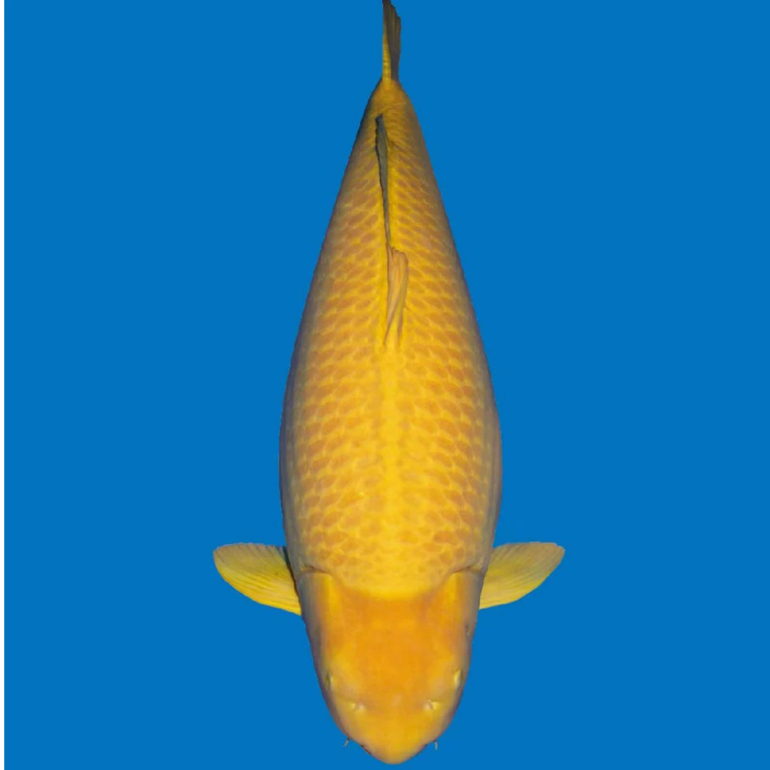 锦鲤观赏鱼锦鲤锦鲤