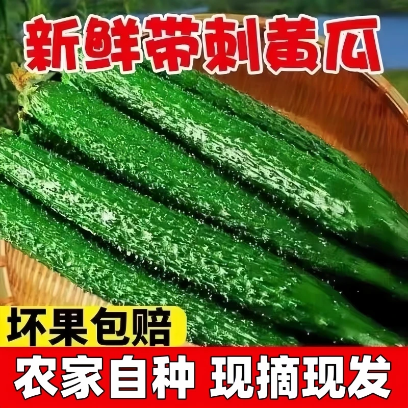 新鲜本地黄瓜农家自种蔬菜带刺黄瓜绿瓤生吃清脆榨汁青黄瓜现发