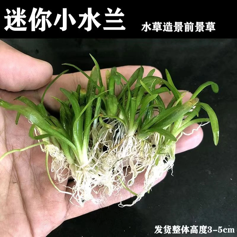 水兰水草真草迷你水兰鱼缸水草造景小水草增氧生长种植原生态修剪