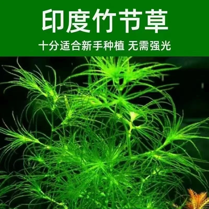 水草印度小竹节草新手好养耐活懒人阴性水草鱼缸装饰造景净化水质