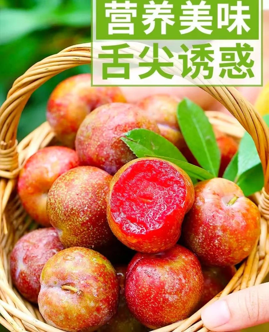 【-露天种植】正宗头茬肉厚芙蓉李源产地现摘现发脆爽多汁新鲜水果