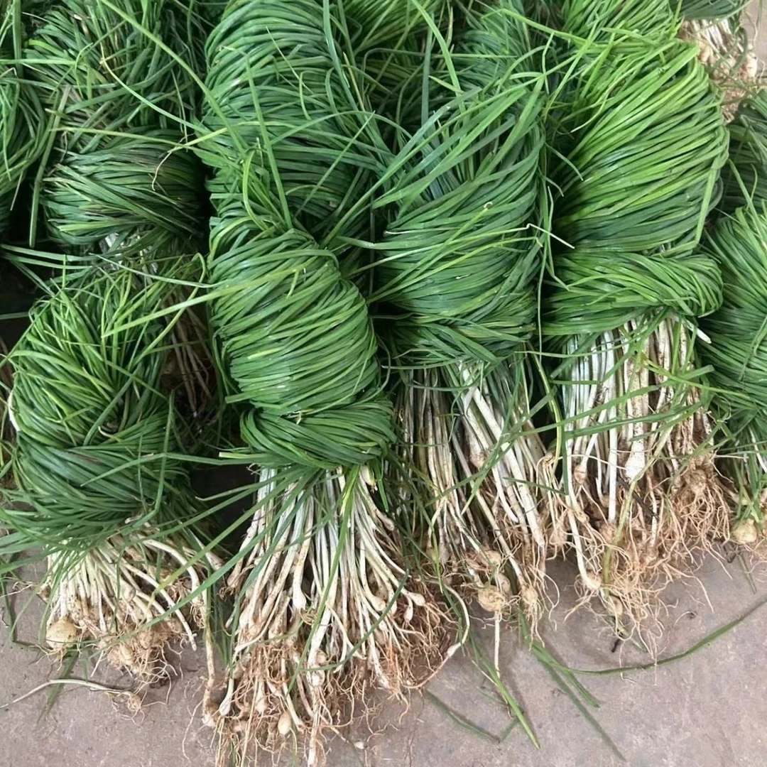 贵州葱新鲜菜深山现挖小根蒜胡葱葱百香葱菜苦2斤包邮绿色浓郁