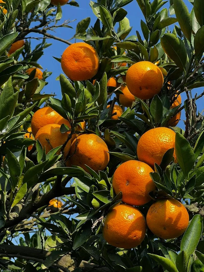 贵州高山遵义新鲜水果现摘现发刺柑子