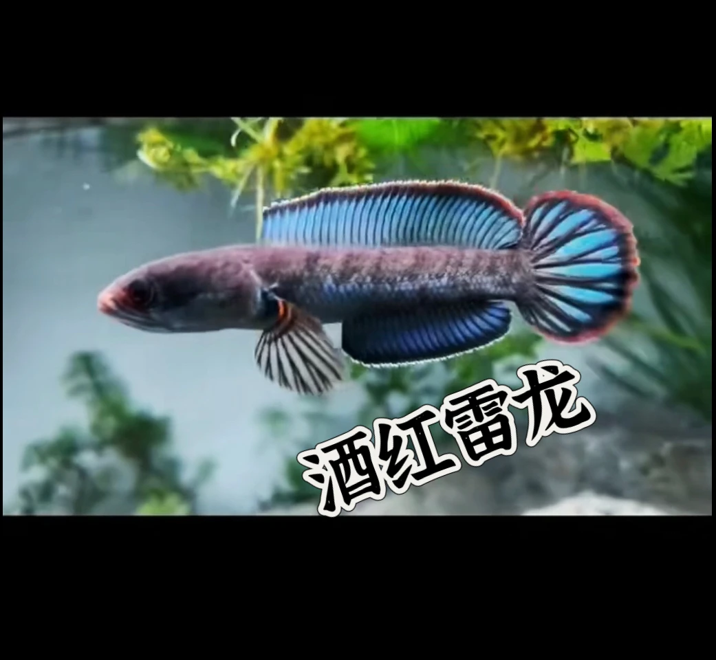 酒红雷龙 班加罗尔流域酒红雷龙。小型凶猛观赏鱼！皮实好养活包邮！