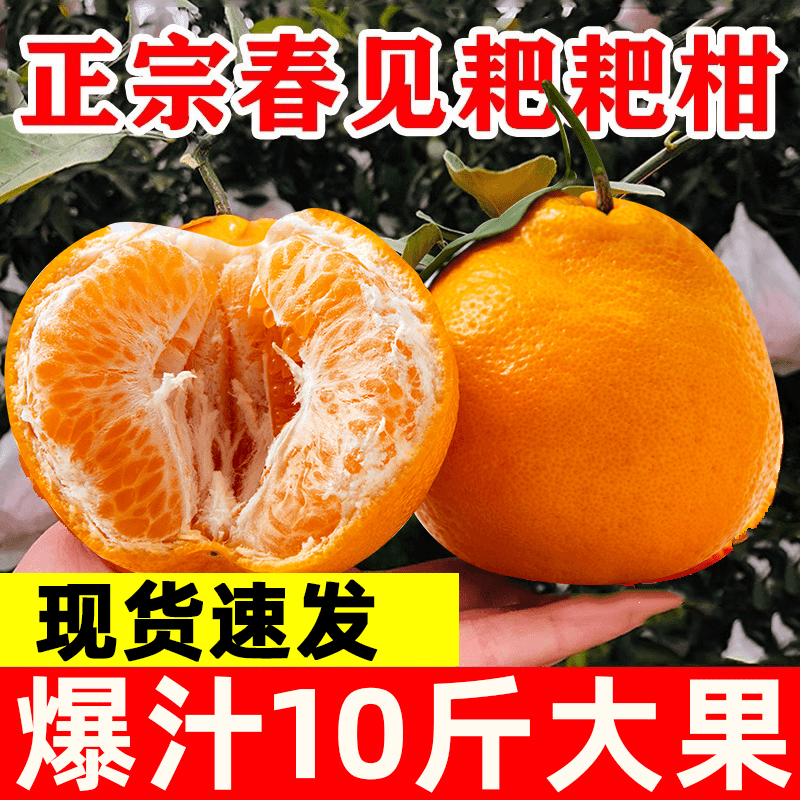 【小扬哥推荐】正宗春见耙耙柑水果新鲜当季整箱橘子丑应季粑粑柑