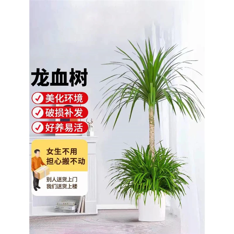 龙须树室内大型盆栽单杆多头双层龙血树办公窒客厅旺宅落地盆景