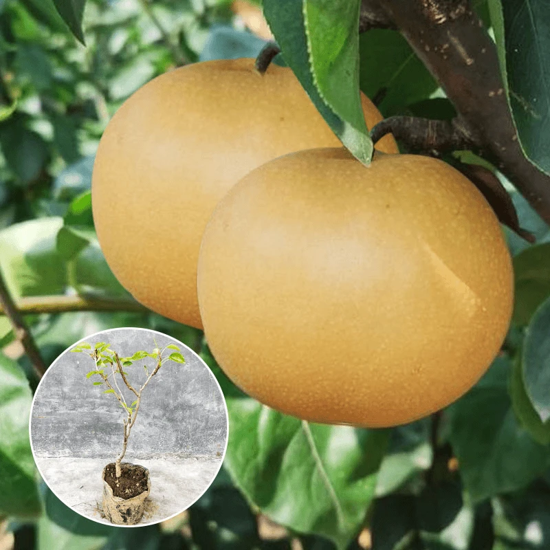 秋月梨树果苗梨树苗南方北方种植果树树苗嫁接水果盆栽当年结果