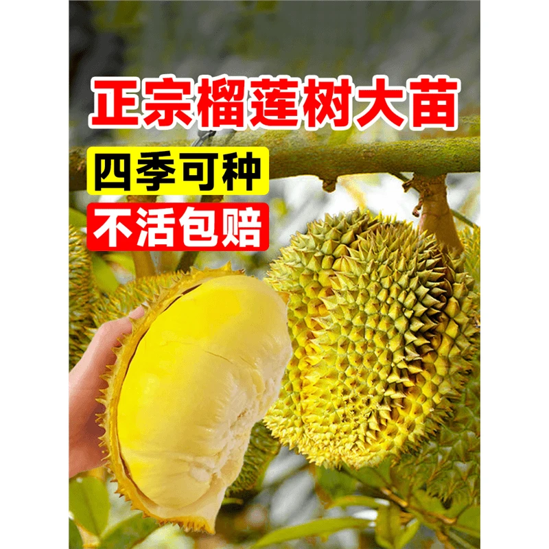 金枕榴莲树南北方四季种植果苗当年结果广西嫁接猫山王大果树盆栽