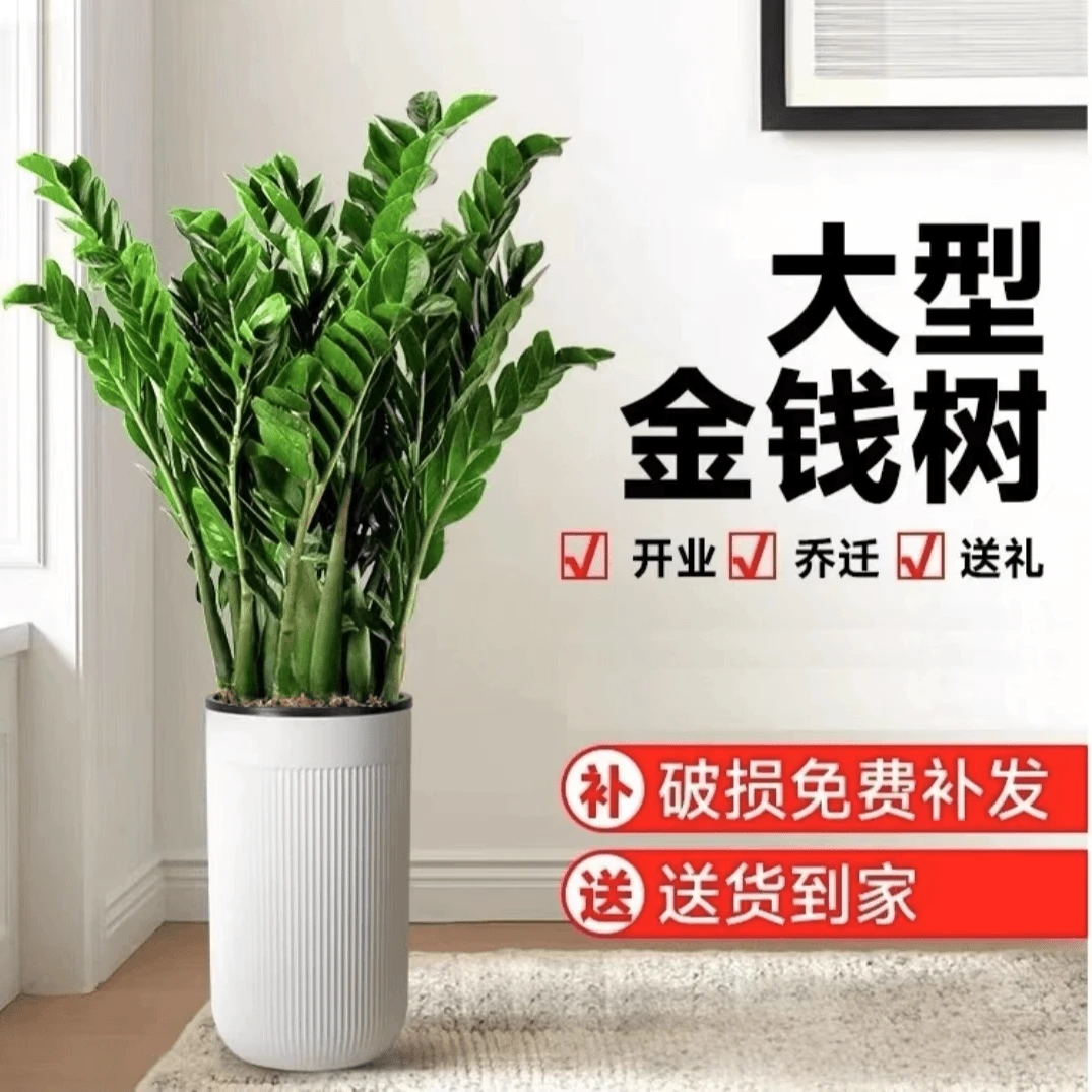 金钱树盆栽绿植室内客厅好养活美观四季常青陶瓷小盆景摇钱树串子