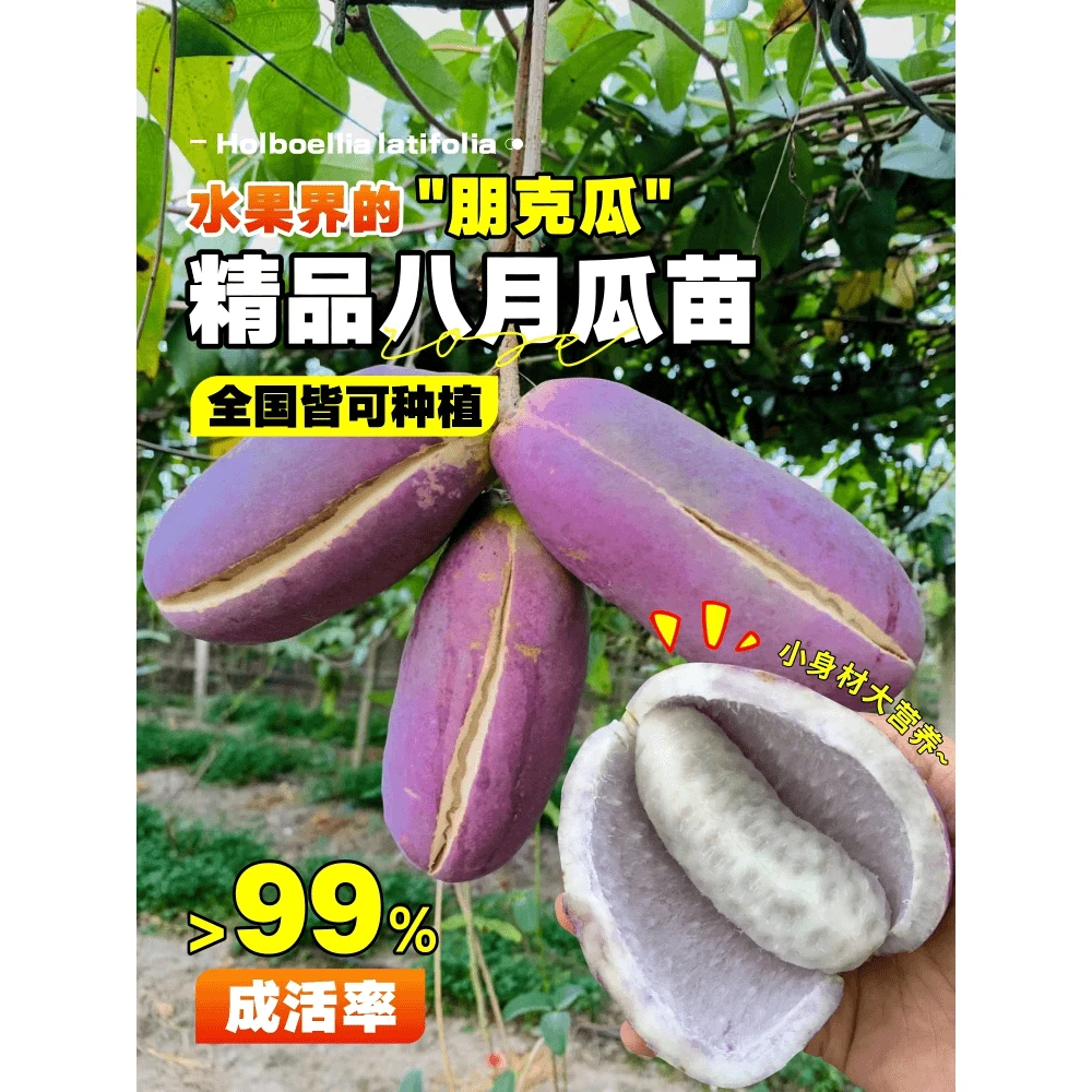 八月瓜树苗无籽水果苗瓜种八月炸果树苗南方种植地栽爬藤一树多果