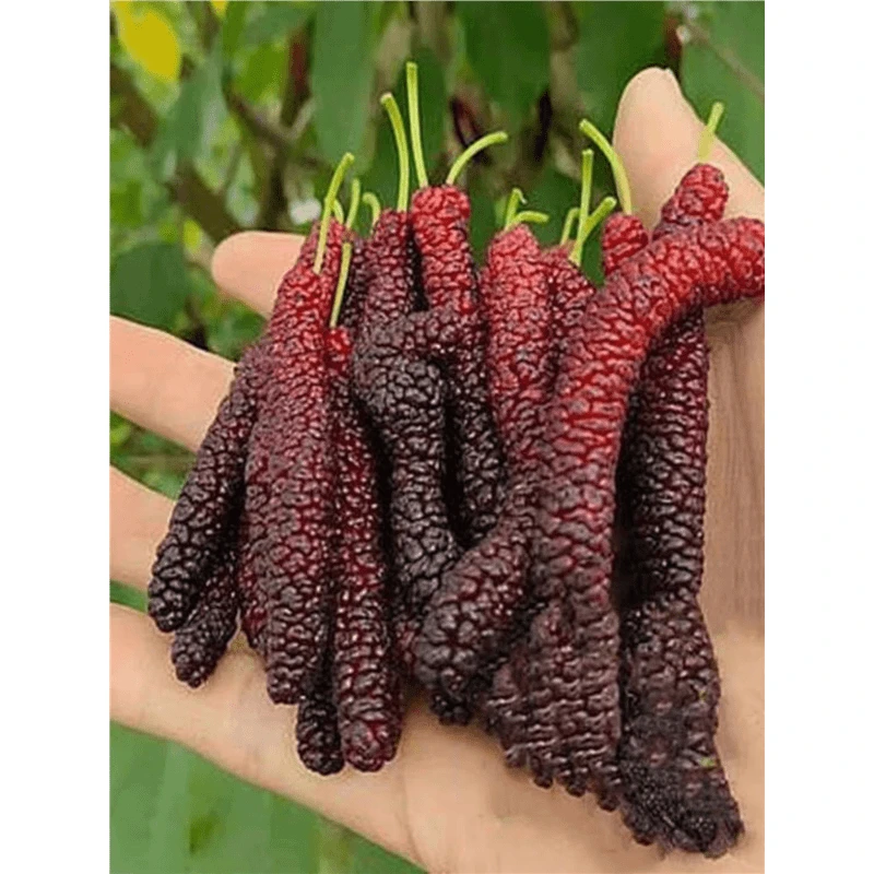 桑葚树苗果苗盆栽地栽当年结果南方北方种植四季食用大果桑果桑苗