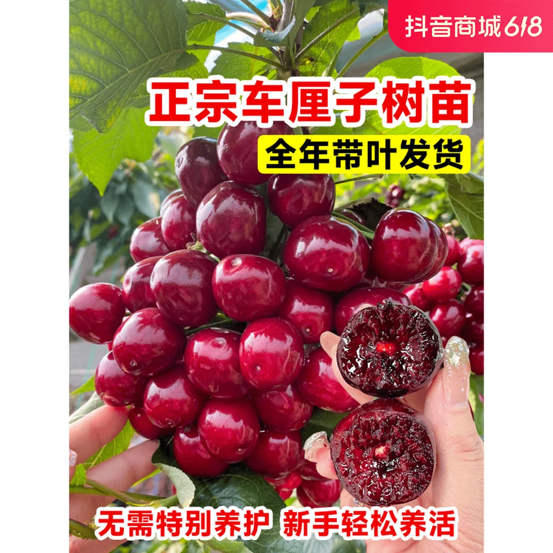 车厘子树苗樱桃树苗矮化特大嫁接果树庭院名贵南北方种植盆栽蓝莓