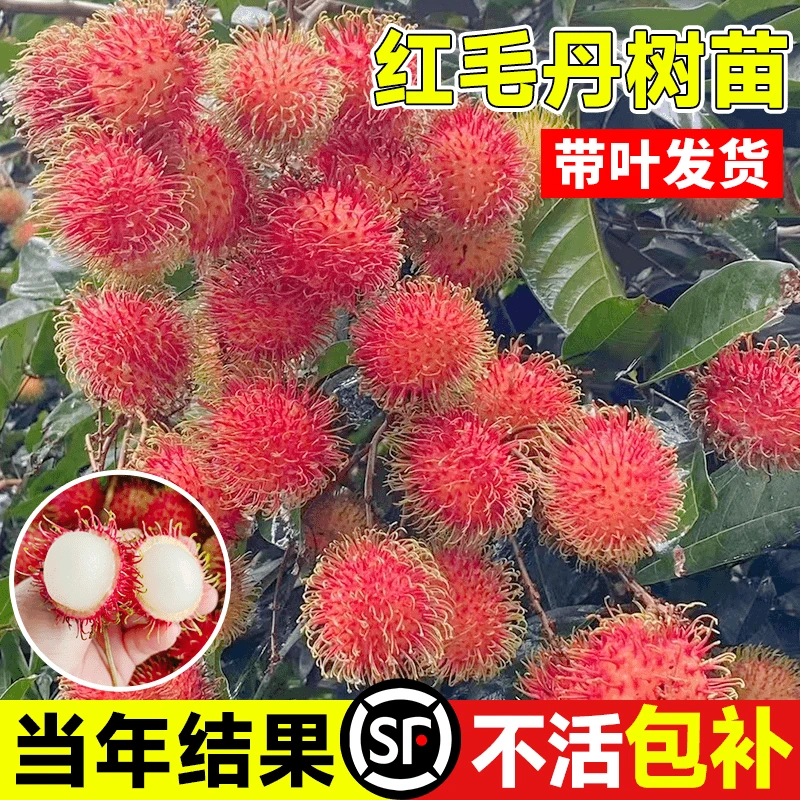 海南红毛丹树苗妃子笑荔枝嫁接水果树果苗南北方种植庭院盆栽名贵
