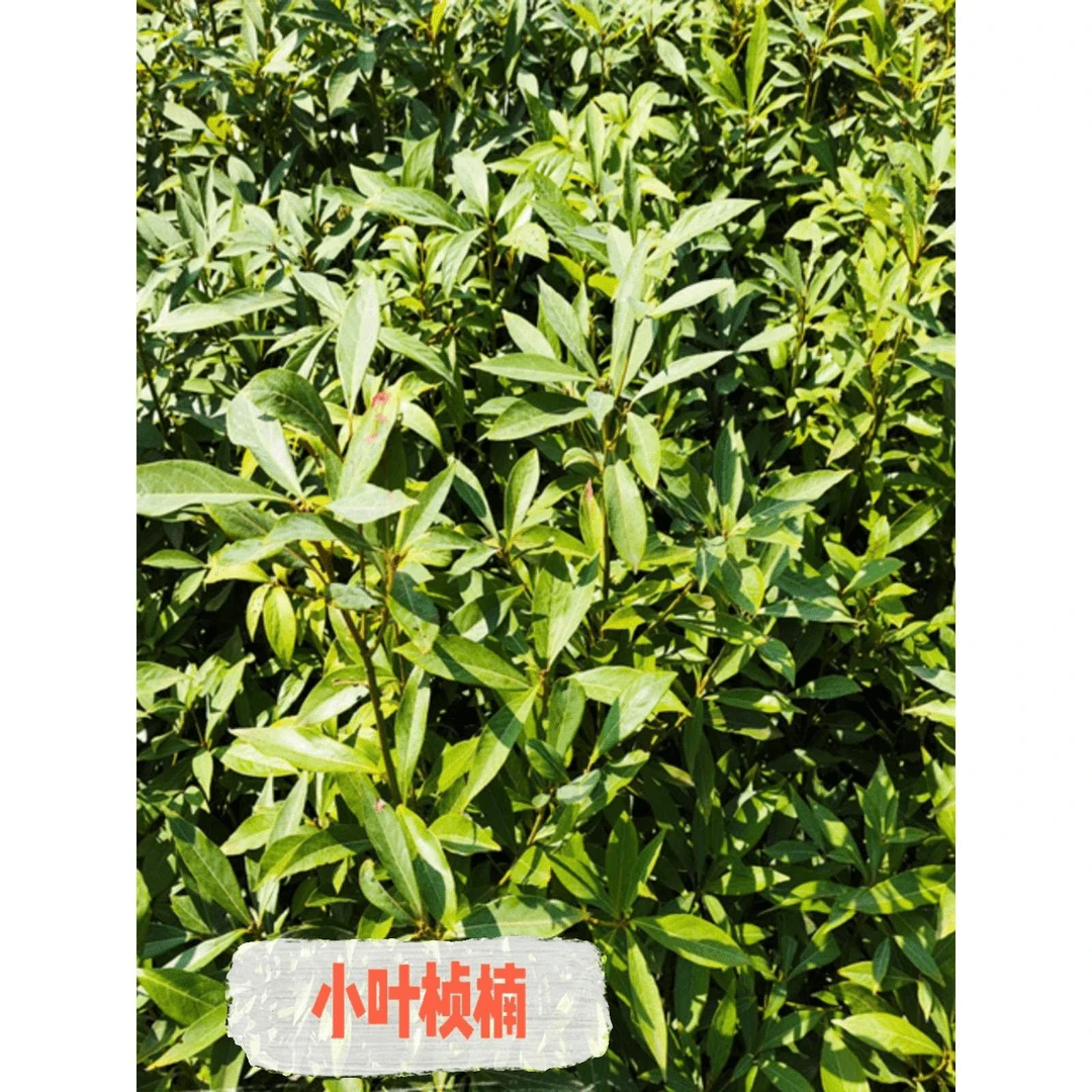 四川正宗金丝楠木苗金丝楠苗四大名贵苗小叶桢楠树苗常绿带土带叶