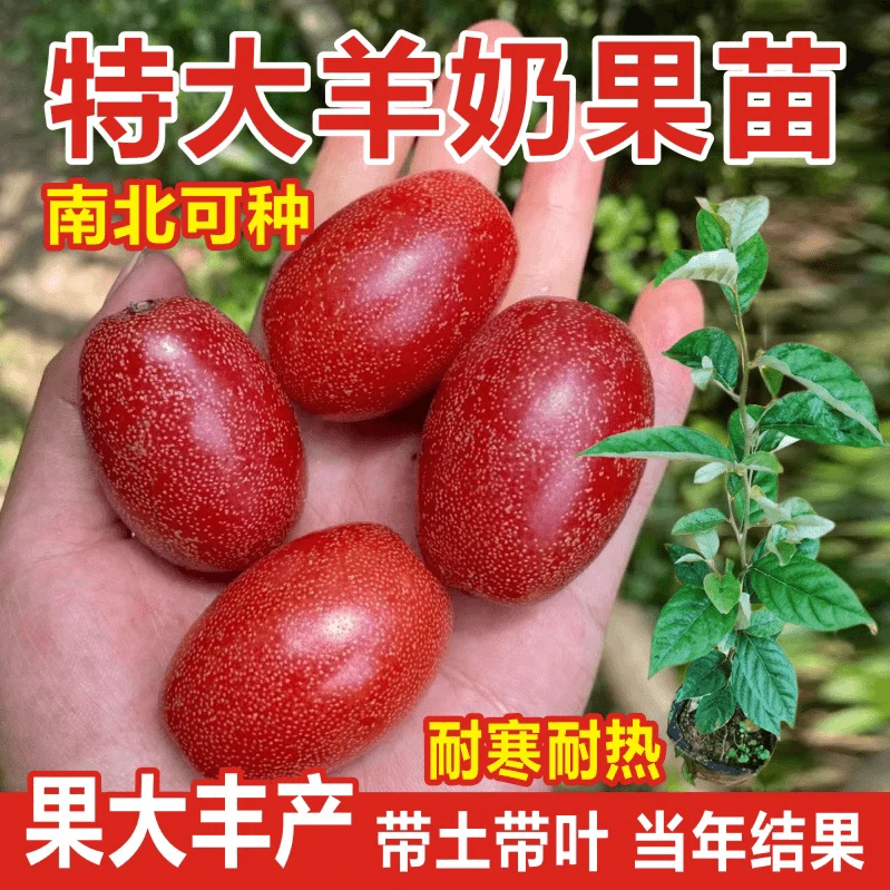 德甜二号羊奶果苗改良新品种果大纯甜庭院阳台地栽种植南北方抗寒