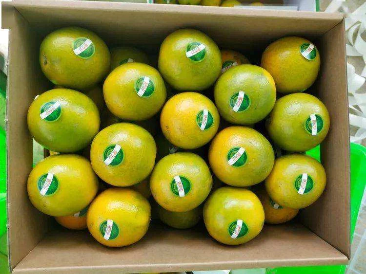 【高端礼盒】超甜迦蜜橙/冰糖橙1斤盒/10斤礼盒