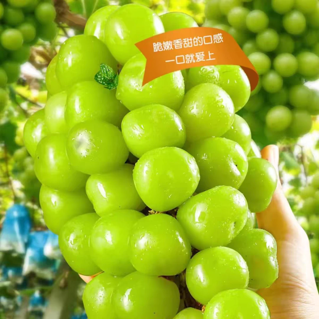 精选阳光玫瑰大果4斤云南省