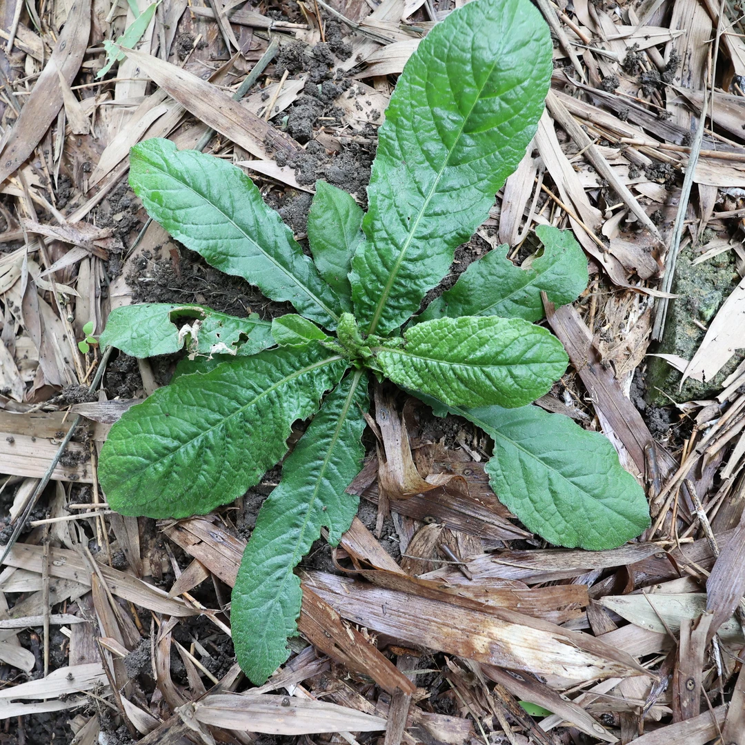 湿鲜货地胆头新鲜采挖草鞋婆草鞋底根茎营养煲汤500克包邮