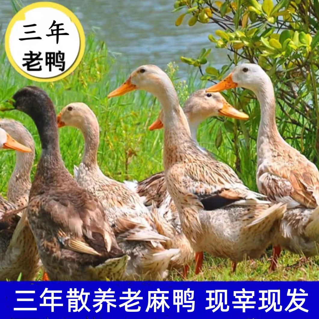 【三年老鸭】农家散养三年老鸭 净膛 单只净重5-6斤 现宰现发 顺丰
