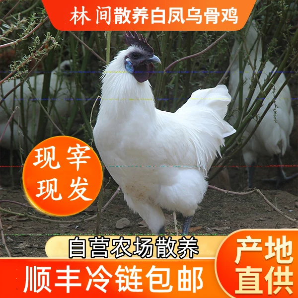 【三只装】农家散养白凤乌鸡 三只净重6斤 现宰现发 顺丰冷链包邮