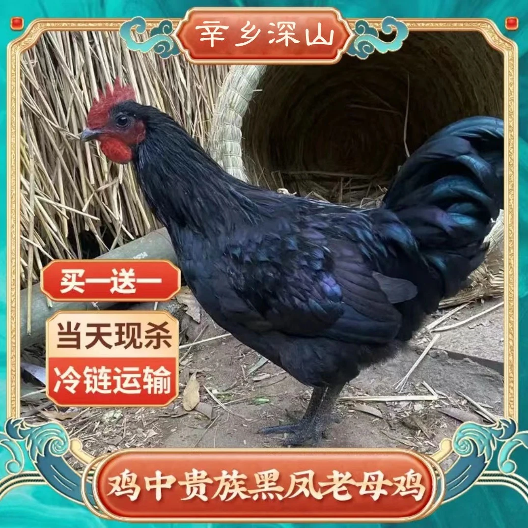 【两只装】正宗 黑凤老母鸡 正宗黑脚土鸡 现宰现发 顺丰冷链包邮