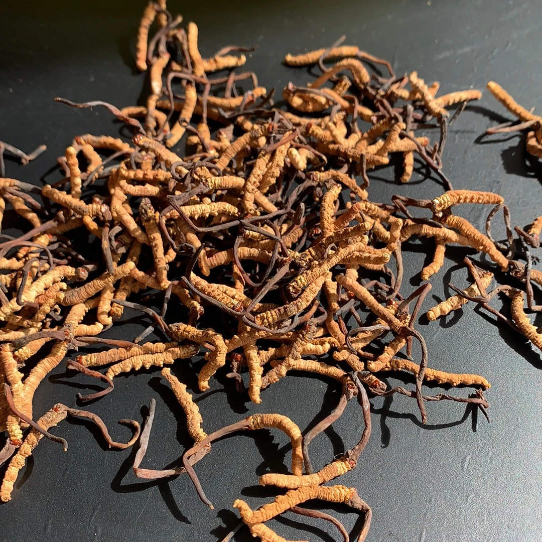 正宗天然小草祁连草自然生长冬虫夏草 虫草自用实惠便宜