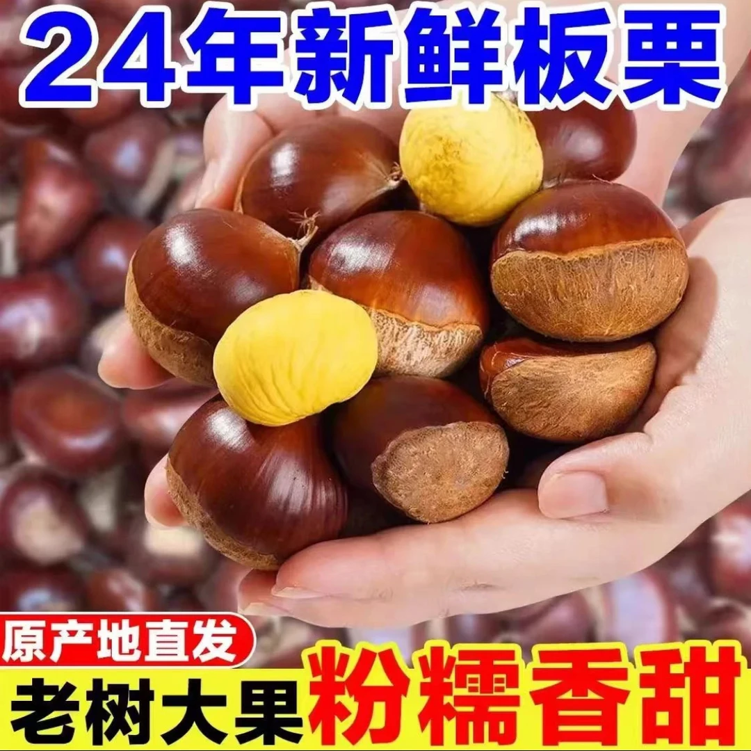 老树黄心油板栗现摘野生板栗油栗