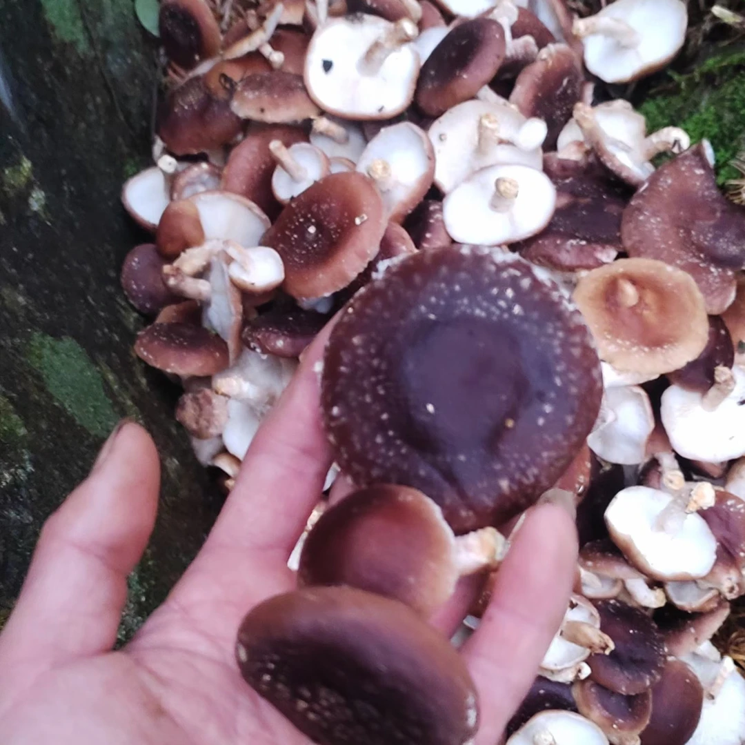 瑶山原木椴木香菇冬菇野外生长味道纯无香精精品带脚香菇香信冬菇